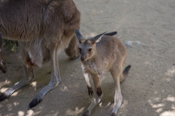 istock Kangaroo standing in its enclosure at the zoo 1148331558