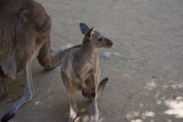 Kangaroo standing in its enclosure at the Los Angeles zoo