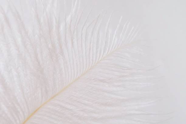 istock white feather on a white background.feather macro background. Texture feather closeup. feather texture on white. Close-up feather. 1148331578