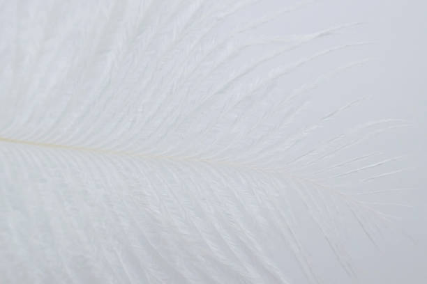 istock white feather on a white background.feather macro background. feather texture on white. Close-up feather.Weightlessness. 1148331587