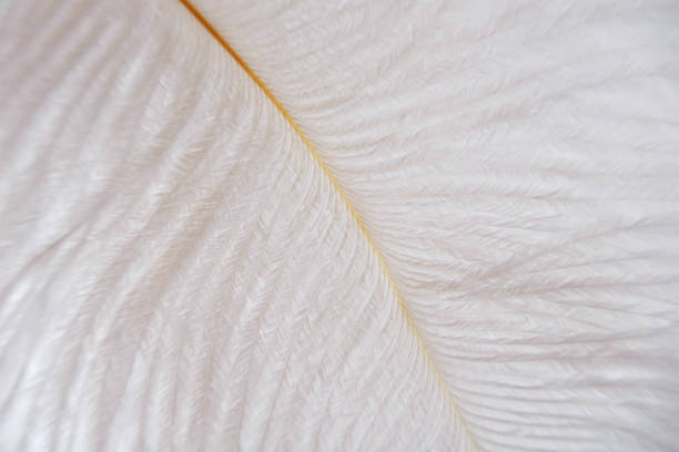 istock white feather on a white background.feather macro background. Texture feather closeup. feather texture on white. Close-up feather.Weightlessness. 1148331607