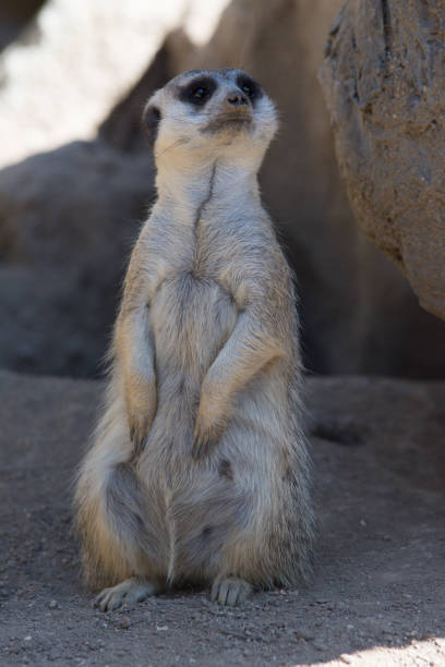 istock Meerkat looking in the distance 1148331614