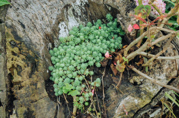Sedum hispanicum L. grow in a tree trunk