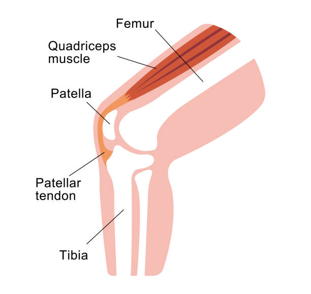 무릎 관절 부분 그림 (설명 텍스트 포함) - cartilage patella human knee medical exam stock illustrations