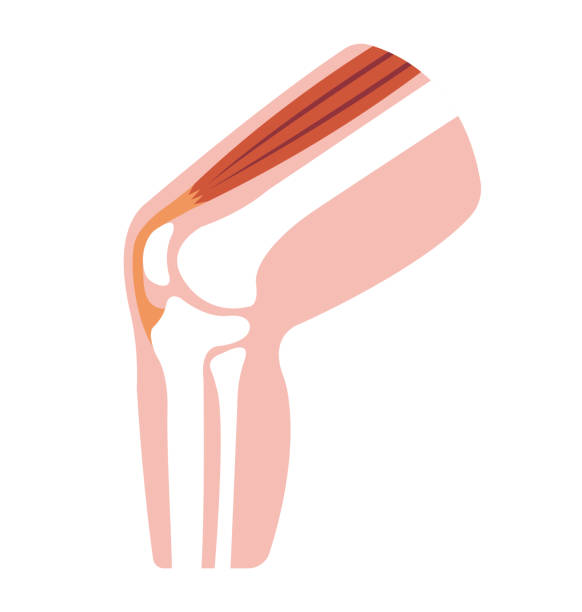 Knee joint section illustration (no text) Knee joint section illustration (no text) tendon stock illustrations