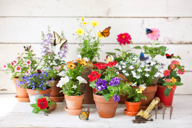 istock Garden Flowers background 1148336418