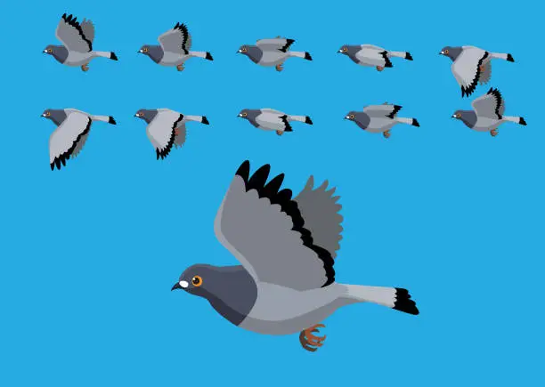 Vector illustration of Pigeon Flying Motion Animation Sequence Cartoon Vector Illustration