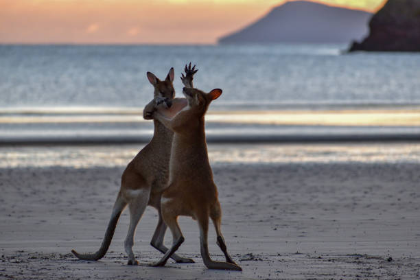 Kangaroo fights Kangaroos fighting on the beach kangaroos fighting stock pictures, royalty-free photos & images