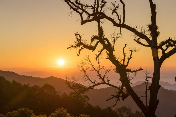 silhouette of dry branch tree on hill in scenic of sunrise sky scenic of sunrise orange sky on hill with structure dry branch tree silhouette nagarkot photos stock pictures, royalty-free photos & images