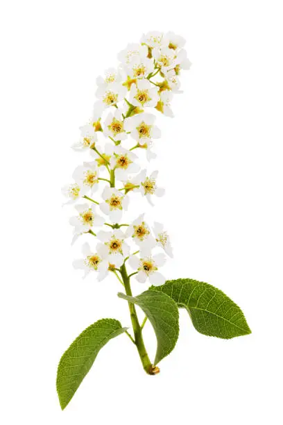 Branch of a beautifully blooming bird cherry (Prunus padus) isolated on a white background. For medical purposes, flowers are used as an anti-inflammatory, wound-healing agent