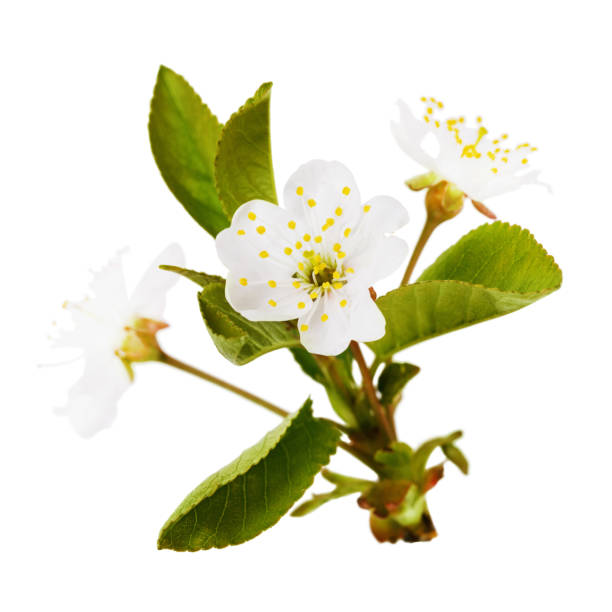 istock Branch of the blossoming cherry isolated on a white background 1148345860
