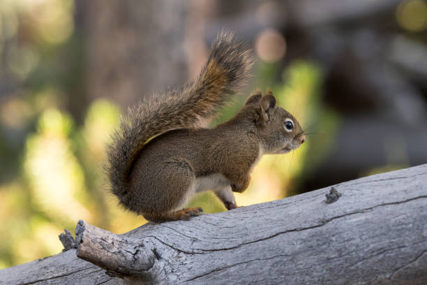 istock squirrel eating a pine cone in Yellowstone National Park 1148346497