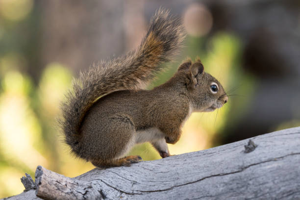 istock squirrel eating a pine cone in Yellowstone National Park 1148346500