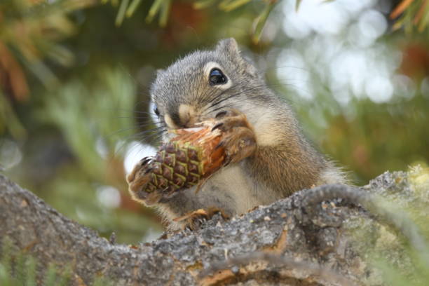 istock squirrel eating a pine cone in Yellowstone National Park 1148346530