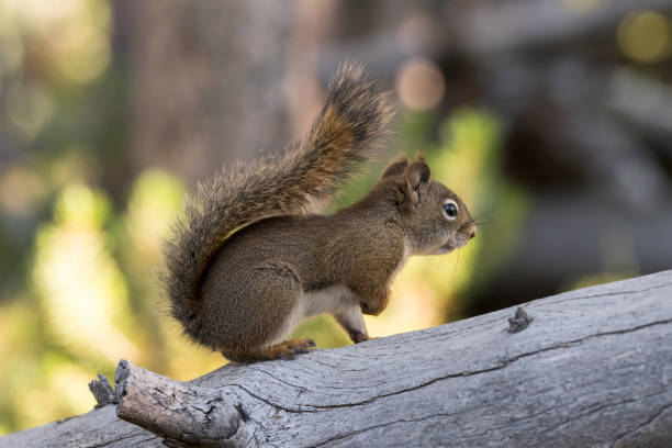 istock squirrel eating a pine cone in Yellowstone National Park 1148346548