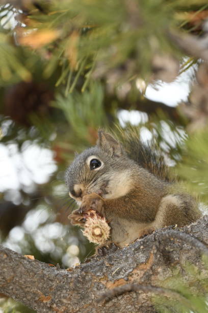 istock squirrel eating a pine cone in Yellowstone National Park 1148346549