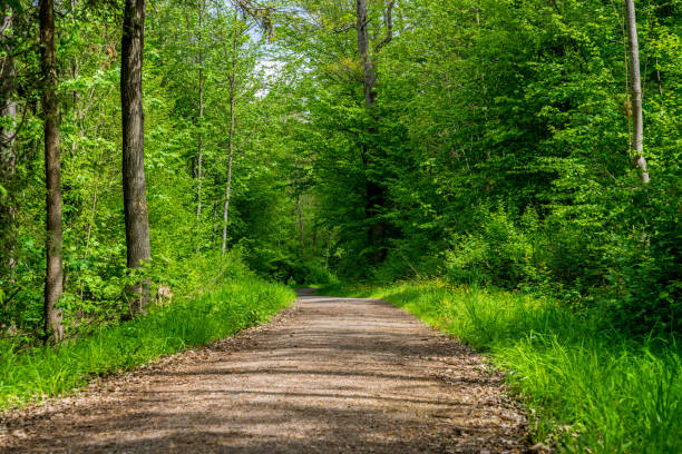 Germany, Dreamy dirt track through green forest