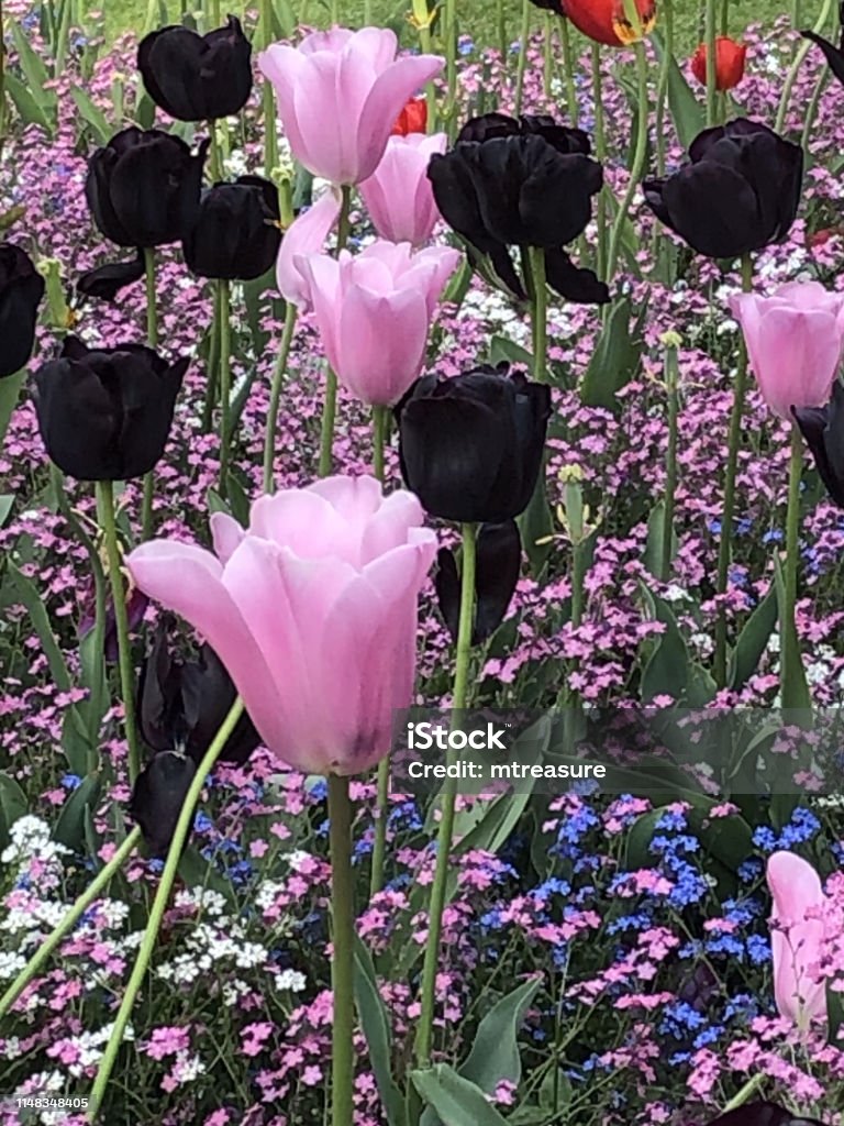 Hình Ảnh Hoa Tulip Phục Sinh Mùa Xuân Với Hoa Cánh Hoa Màu Hồng ...