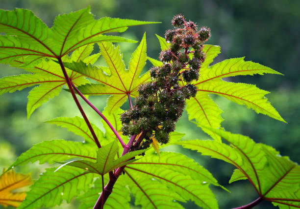 A close-up of a castor bean plant (Ricinus communis) with bright red spiky seed pods and palmate leaves. The plant is known for its ornamental value and the production of castor oil, despite its toxic seeds.
