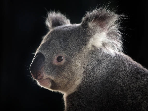 Koala's face on a black background. stock photo