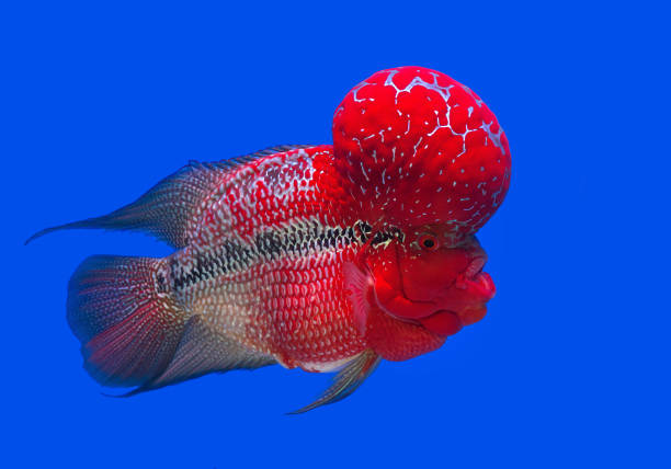 istock Cichlids in the aquarium. 1148349959