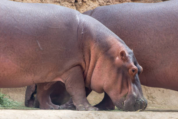 wspólne hipopotam rówieśników zjada obok swojego partnera (hippopotamus amfibiusz). - sub saharan africa zdjęcia i obrazy z banku zdjęć