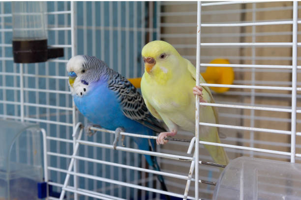 zwei papageien sitzt am ausgang des käfigs. vögel - sittich stock-fotos und bilder