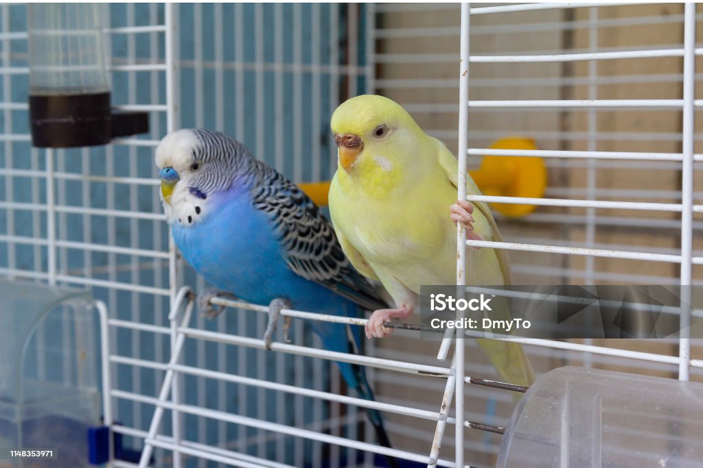 Two parrot sits at the exit of the cage. Birds Bird Stock Photo