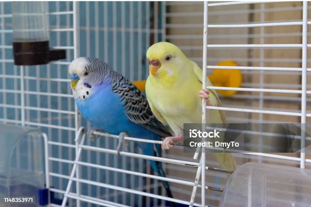 Two Parrot Sits At The Exit Of The Cage Birds Stock Photo - Download Image Now - Bird, Birdcage, Cage