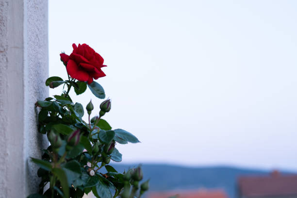 Red rose climbing on a wall of a house, after sunset in croatia, blue
