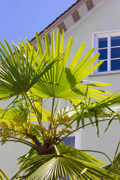 istock palmtree before historical city facade 1148355900