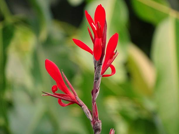istock Flowering canna lily 1148356761