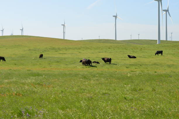istock Cows in a field with a wind farm in the background. 1148357188