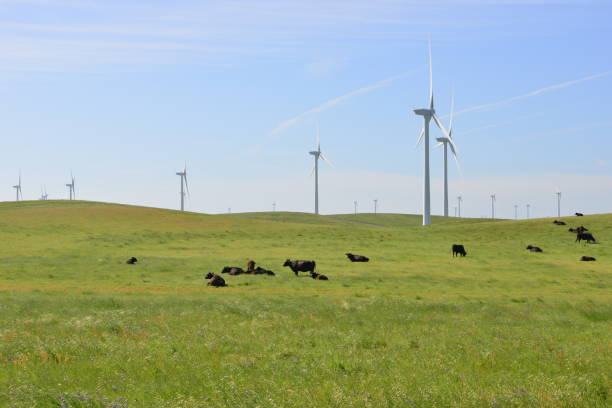 istock Cows in a field with a wind farm in the background. 1148357783