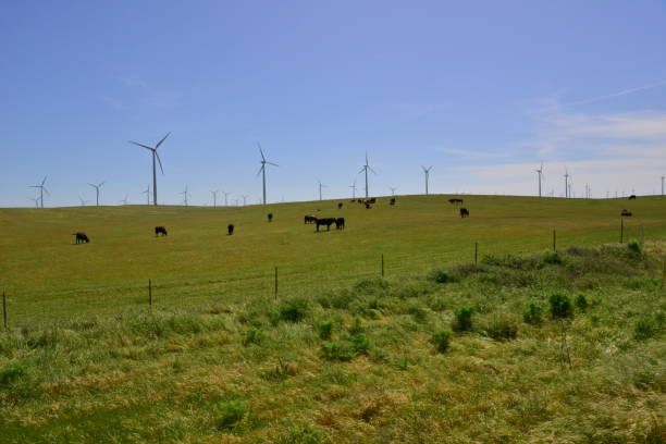 istock Cows in a field with a wind farm in the background. 1148358010