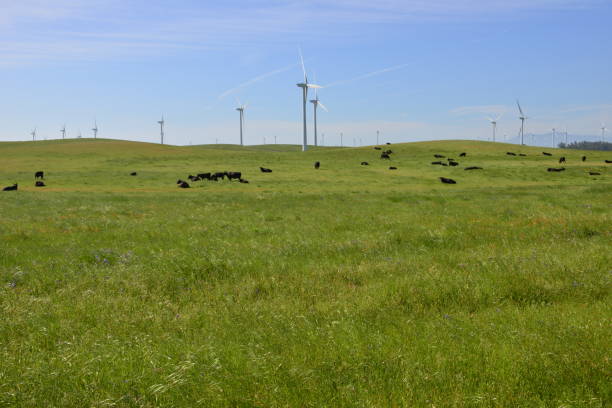 istock Cows in a field with a wind farm in the background. 1148358728