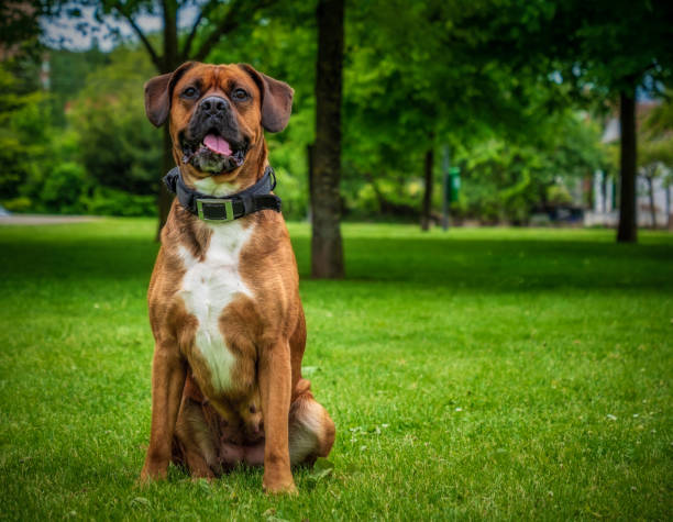 Close up boxer dog sitting in a public park Nice portrait of a boxer dog sitting in a public park. spanish bulldog stock pictures, royalty-free photos & images