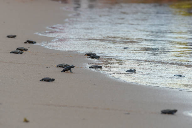 istock Baby turtles making it's way to the ocean 1148363031