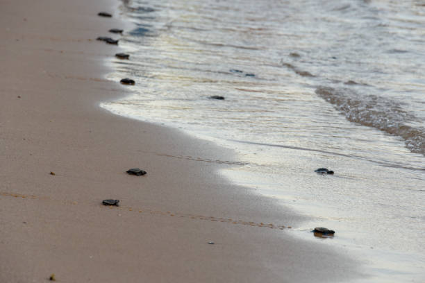 Baby turtles making it's way to the ocean in Brazil