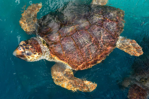 istock Turtle swimming at Praia do Forte, Brazil 1148363508