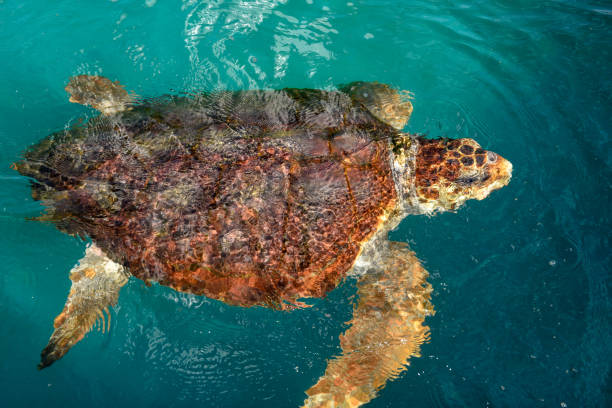 istock Turtle swimming at Praia do Forte, Brazil 1148363633
