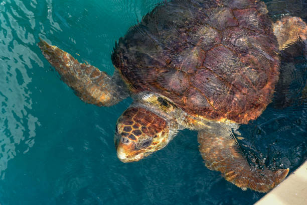 istock Turtle swimming at Praia do Forte, Brazil 1148363634