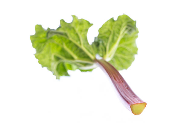 cutted rhubarb leaf isolated on white background