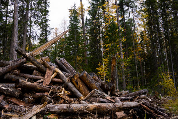 Deforestation environmental problem, rain forest destroyed for oil palm plantations. Stumps and logs show that overexploitation leads to deforestation endangering environment and sustainability problema medioambiental de deforestación, bosque lluvioso destruido para plantaciones de palma petrolífera. los tocones y troncos demuestran que la sobreexplotación conduce a la deforestación que pone en peligro el medio ambiente y la sostenibilidad.