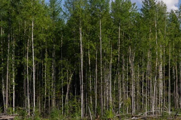 istock Birch trees in bright sunshine in late summer. Trees in a forest. birch trees trunks - black and white natural background. birch forest in sunlight in the morning. 1148364257