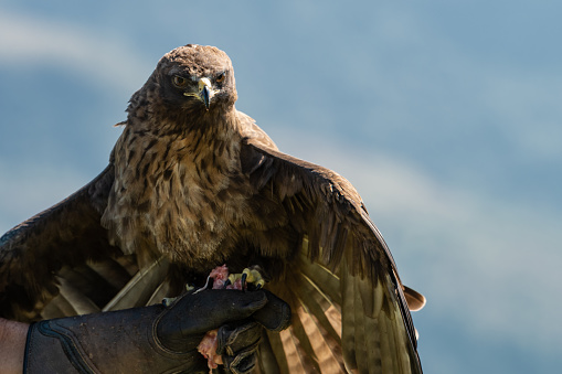 A Wahlberg's Eagle protecting its meal with its wings after being rewarded during training.