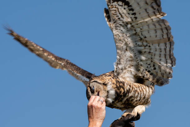 istock A Cape Eagle Owl with wings spread taking food from its handler. 1148364616