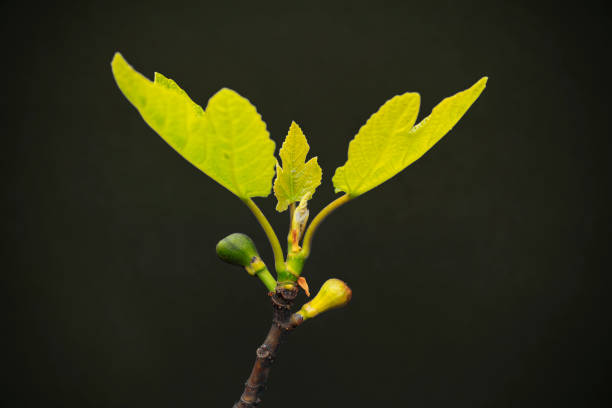 Leaf of a fig tree