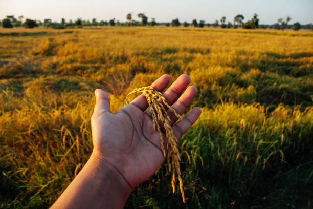 istock beautiful rice paddy in farmer hand 1148365793