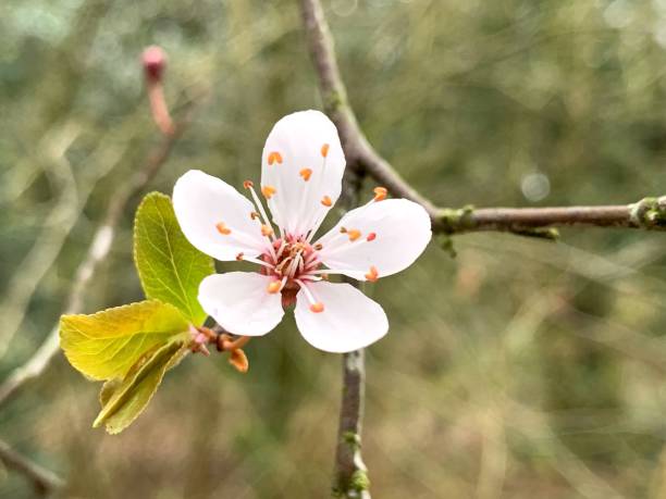 istock Close-Up Of Cherry Blossom On Branch 1148367706